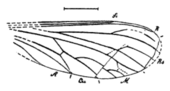 Etoptychoptera tertiaria
(1910 illustration) Etoptychoptera tertiaria Handlirsch 1910 Fig30 cropped.png