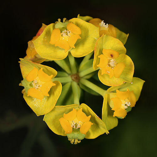 Молочай кипарисовый (Euphorbia cyparissias)