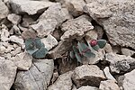 Miniatura para Euphorbia fontqueriana