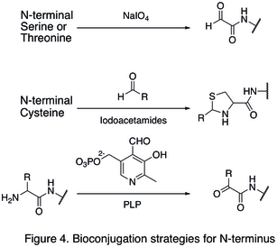 Figure 4. Bioconjugation strategies for N-terminus.jpg