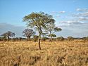 Prairies, savanes et brousses tropicales et subtropicales