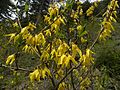 Forsythia europaea (Forsythia châu Âu)