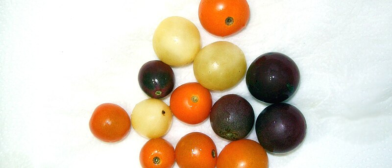 File:Grape tomatoes - various colors upon ripening.jpg