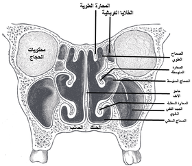 Coronal section of nasal cavities.