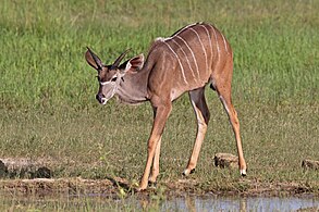 Juvenile male Chobe National Park, Botswana