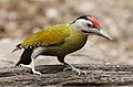 Grey-headed woodpecker