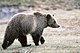 Grizzly bear glacier national park 3.jpg