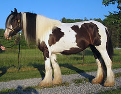 Gypsy Vanner/Tinker póni