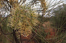 Espinhos de Hakea lorea