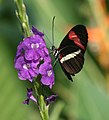 Heliconius erato petiveranus