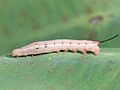 Larva