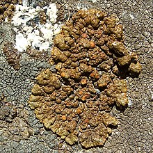 Honey Rim-Lichen (984559572).jpg