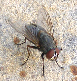 House Fly on Wall