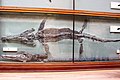 Temnodontosaurus platyodon