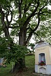 Zwei Feldulmen (Ulmus carpinifolia)