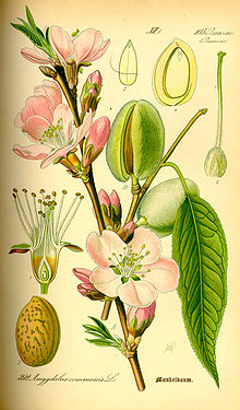 Harilik mandlipuu Prunus dulcis