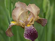 Iris germanica - a symbol of Perun. Compare with the shape of the shrine and the symbols of Perun