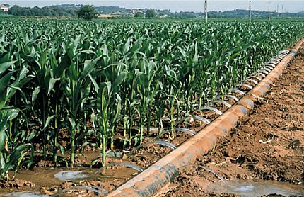 Foixà (Baix Empordà), 1 de juny de 1999