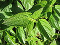 Lantana camara - Blatt