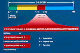 Диаграмма джелсолина, демонстрирующая образование из него амилоидного белка вследствие мутации в кодоне 187 гена GSN