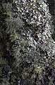 Zuzmókkal borított fatörzs, Tresco, Isles of Scilly, Egyesült Királyság