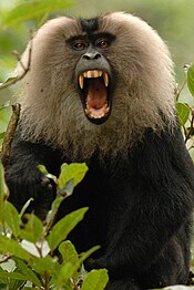 Lion-tailed macaque canine.jpg