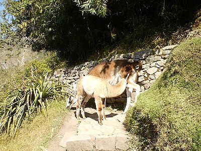 Llamas in the Inca road system, Mendoza province