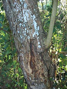 Stem of Margaritaria discoidea at Ilanda Wilds, South Africa, showing old scar from bark removal for muti use Margaritaria discoidea medicine bark.JPG