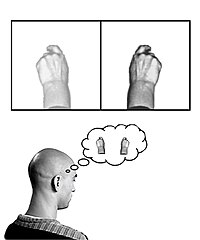 A diagrammatic explanation of the mirror box. The patient places the intact limb into one side of the box (in this case the right hand) and the amputated limb into the other side. Due to the mirror, the patient sees a reflection of the intact hand where the missing limb would be (indicated in lower contrast). The patient thus receives artificial visual feedback that the "resurrected" limb is now moving when they move the good hand. Mirror-box-comic.jpg