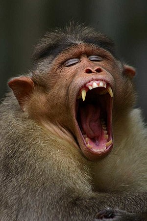 Monkey yawning