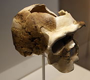 Ndutu cranium, Homo rhodesiensis (0.40 Ma)