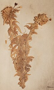 Sphagnum cristatum, een veenmossoort in een herbarium in Nieuw Zeeland