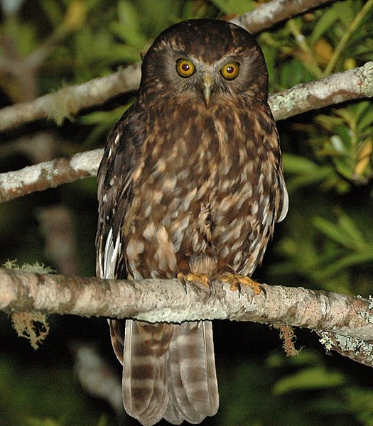 Boobook Owl - courtesy of Wikipedia