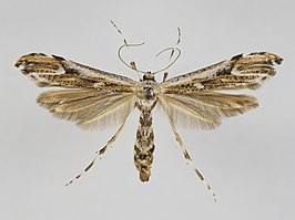 Oidaematophorus rogenhoferi