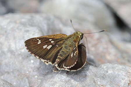 Dorsal view