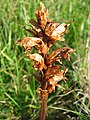 withered Orobanche caryophyllaceam on the german island Hiddensee in autumn, Photo by Kristian Peters