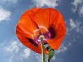 Mohn 24.05.2008