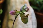 Artikel: Paphiopedilum acmodontum