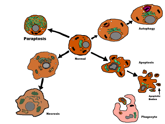 Блок-схема на параптоза, некроза, автофагия, апоптоза