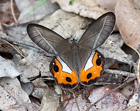 Fotografia de Pierella nereis em Itaquera, São Paulo, SP, Brasil.