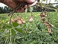 Baccelli ipogei di arachide (Arachis hypogaea) appena estratti dal terreno