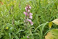 Pedicularis nipponica 02. jpg