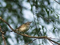 Nordsångare (Phylloscopus borealis)