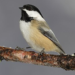 Black Capped Chickadee