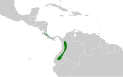 Distribución geográfica del trepamusgos barbablanca panameño.