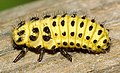Larva slunéčka (Psyllobora vigintiduopunctata)