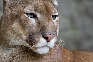 'Puma, Belgrade Zoo' by Bas Lammers