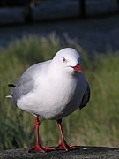 Red-billed gull