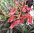 Renanthera imschootiana 01.jpg