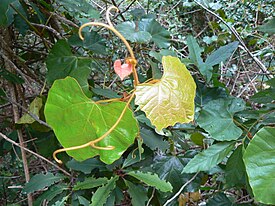 Rhoicissus tomentosa